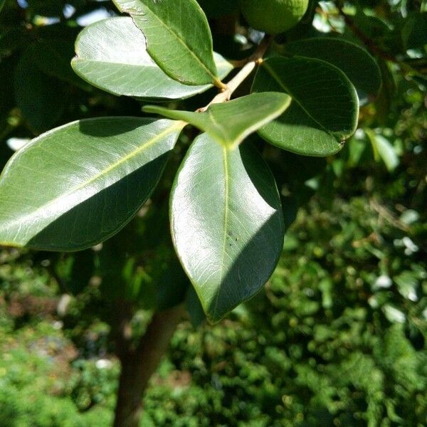 Psidium cattleyanum Leaf