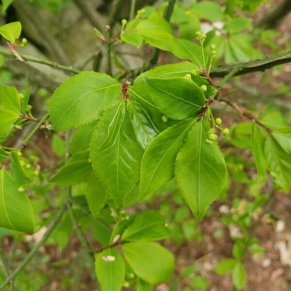 Euonymus alatus Leaf