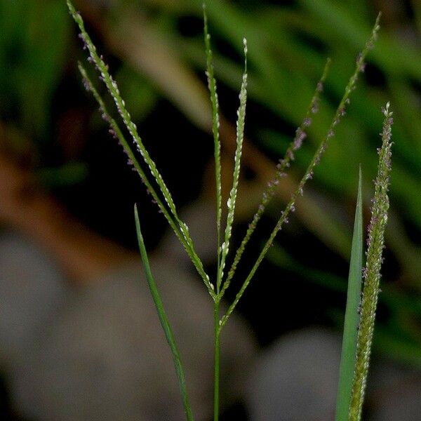 Digitaria violascens Bark