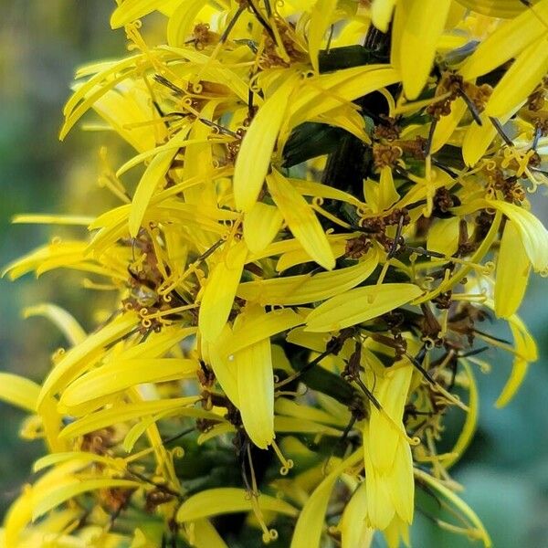 Ligularia wilsoniana ᱵᱟᱦᱟ