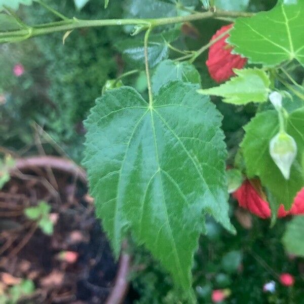 Abutilon megapotamicum Leaf
