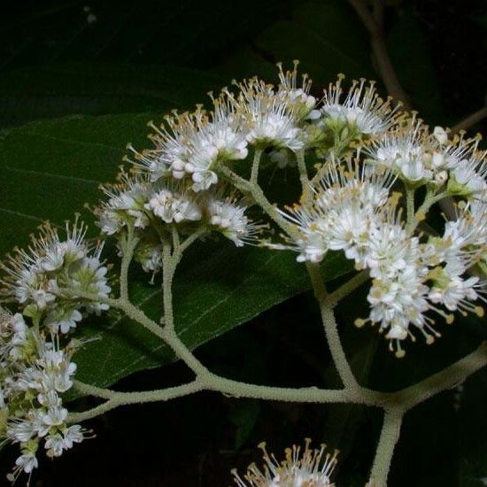 Callicarpa acuminata Floare