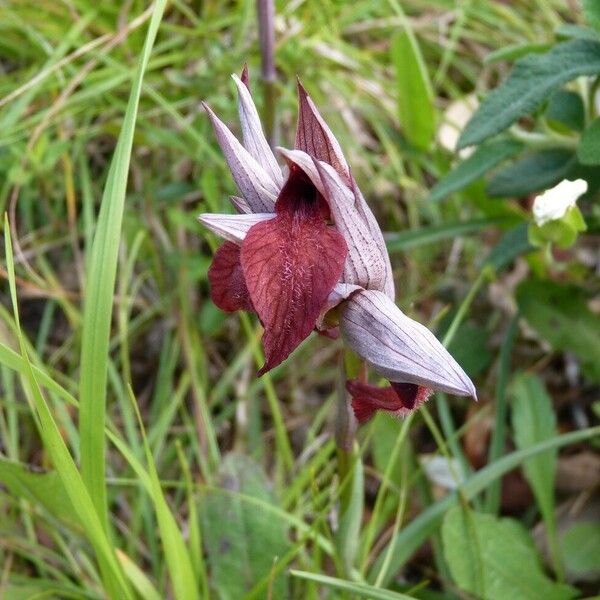 Serapias cordigera Flower