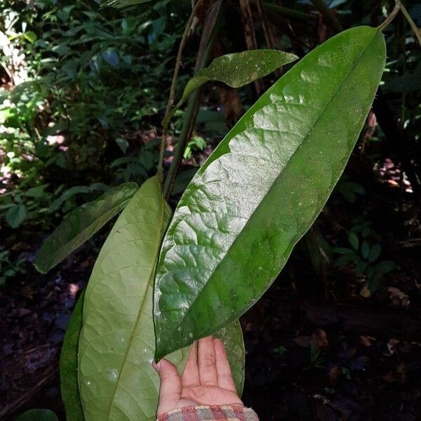 Anaxagorea phaeocarpa Leaf