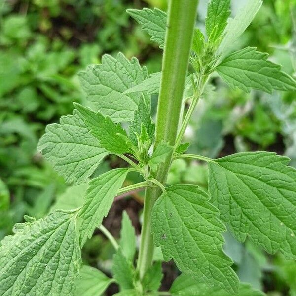 Chaiturus marrubiastrum Leaf