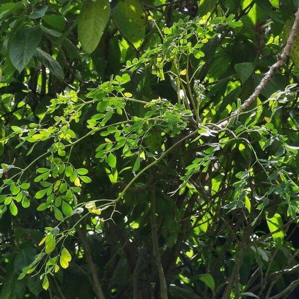 Moringa oleifera Leaf