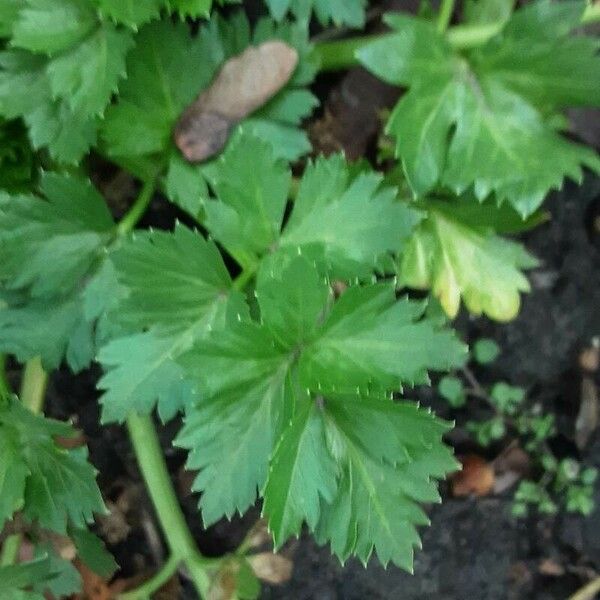 Apium graveolens Leaf