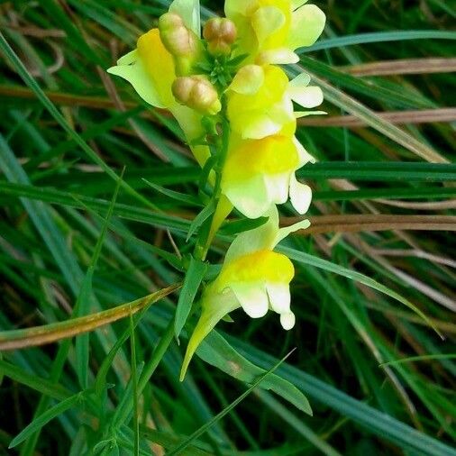 Linaria vulgaris Květ