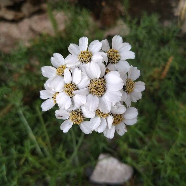 Achillea atrata Flower