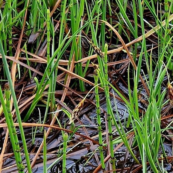 Carex limosa Vivejo