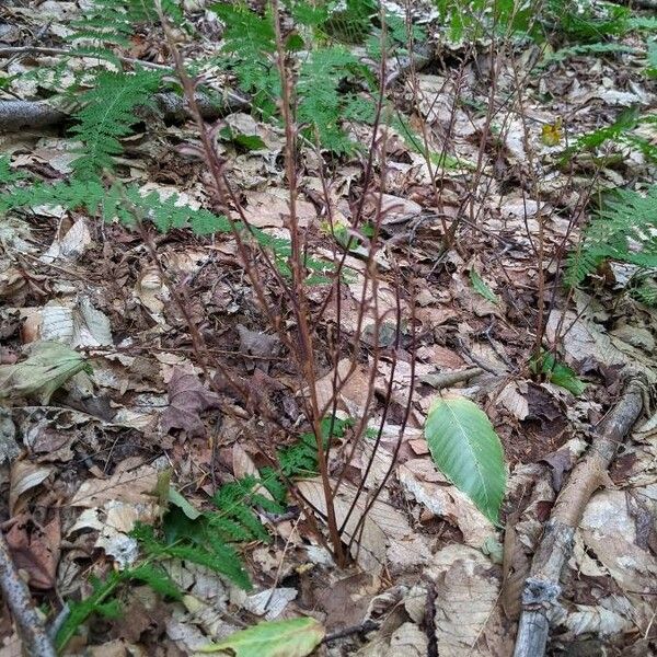 Epifagus virginiana पत्ता