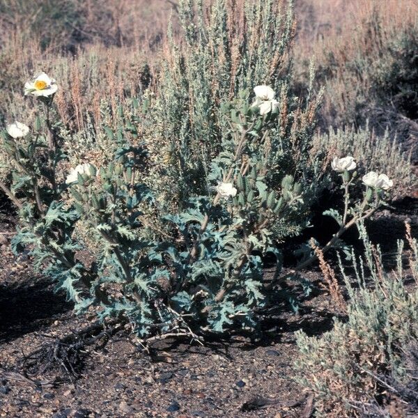 Argemone platyceras Habitus