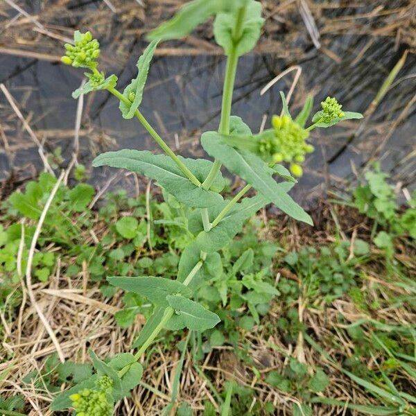 Brassica rapa Blatt