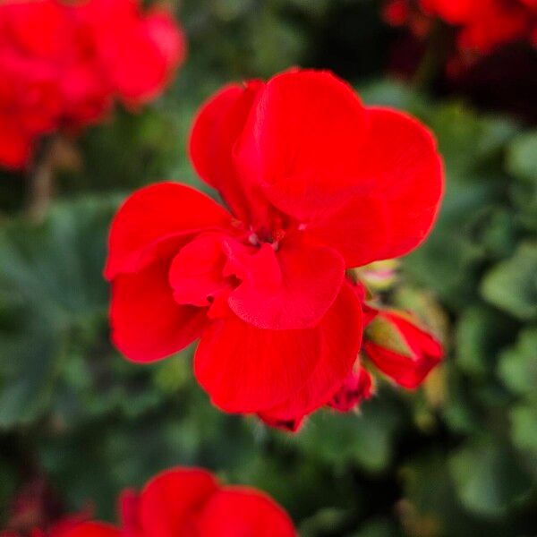 Pelargonium zonale Květ