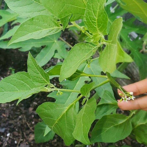 Solanum americanum পাতা