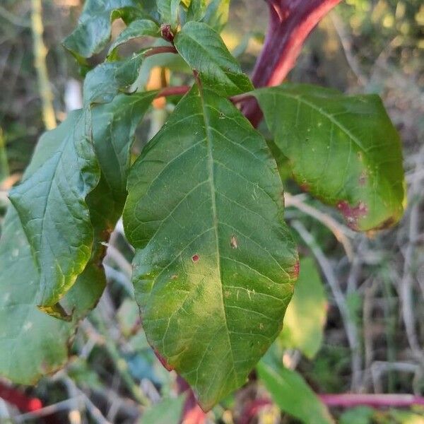 Phytolacca americana Leaf