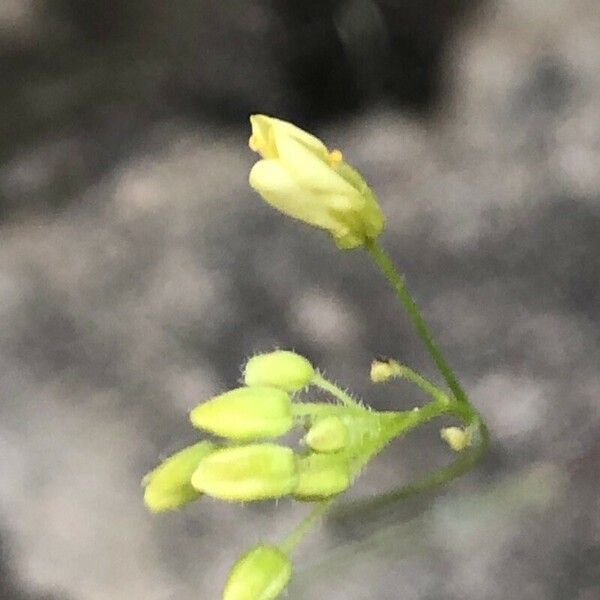 Biscutella valentina Квітка