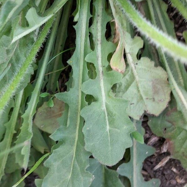 Crepis setosa Leaf