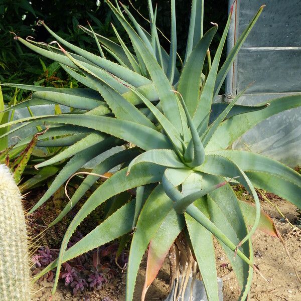 Aloe thraskii ᱥᱟᱠᱟᱢ