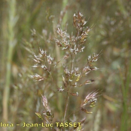 Agrostis castellana Blomma