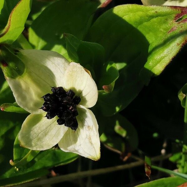 Cornus suecica 花