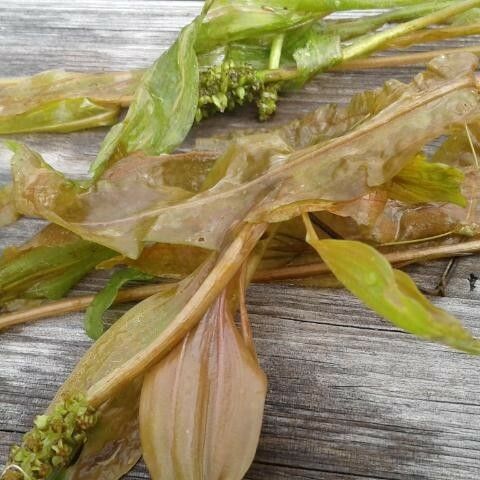 Potamogeton alpinus Feuille