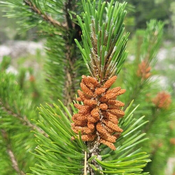 Pinus mugo Liść