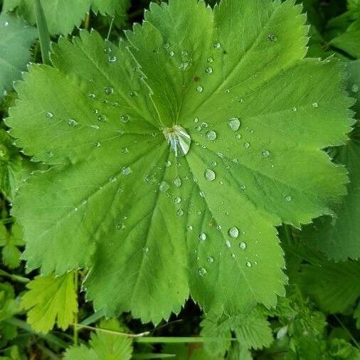 Alchemilla acutiloba ᱥᱟᱠᱟᱢ