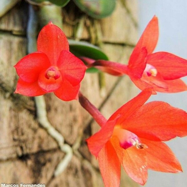 Cattleya cernua 花