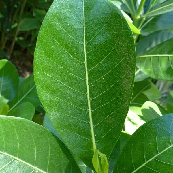 Gardenia taitensis Leaf