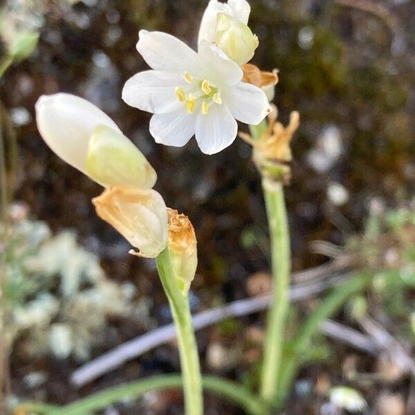 Ornithogalum broteroi Flower