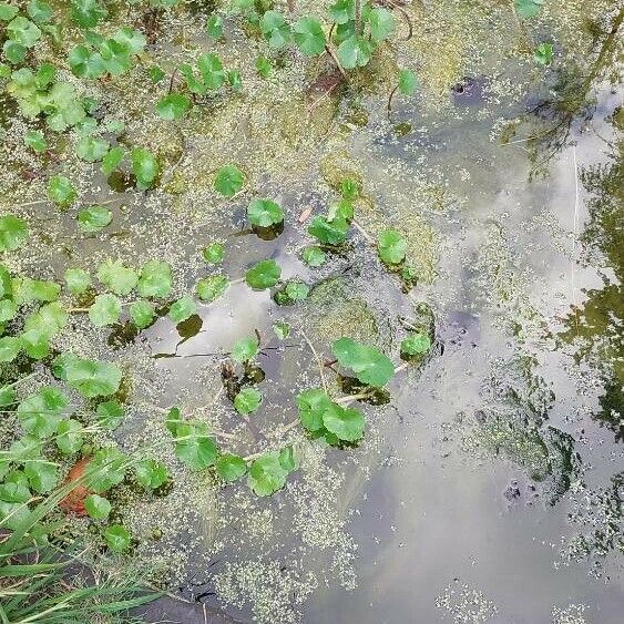 Hydrocotyle ranunculoides List