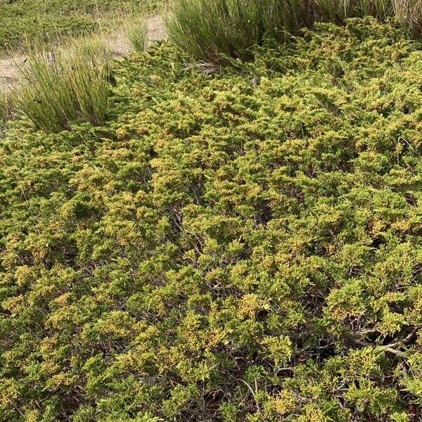 Juniperus sabina Агульны выгляд