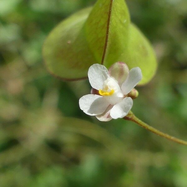 Cardiospermum halicacabum Квітка