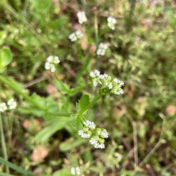 Valeriana woodsiana Květ