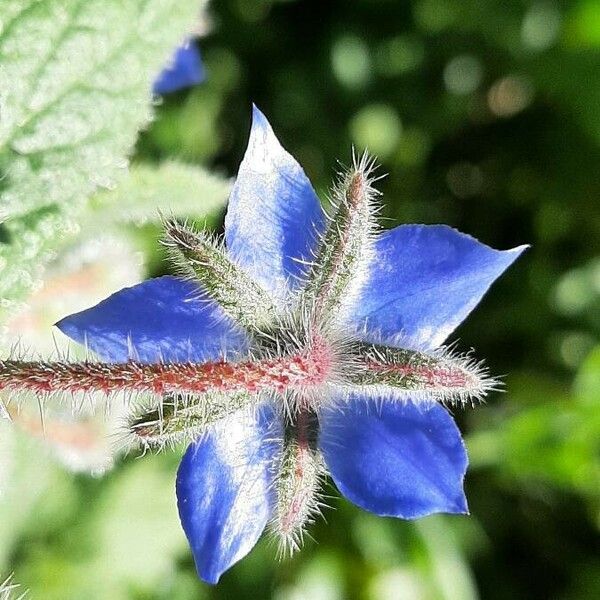 Borago officinalis Цветок