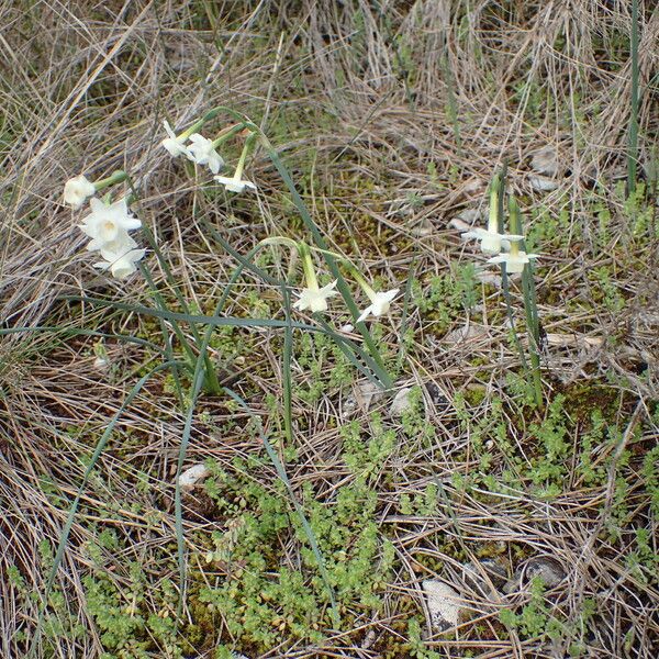 Narcissus dubius Habitat