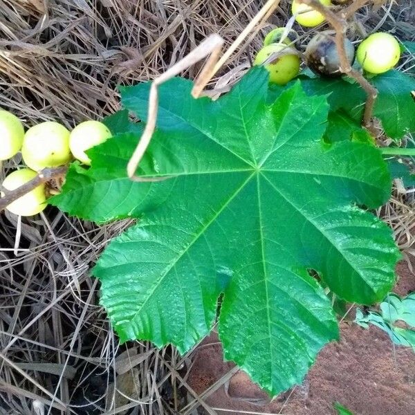 Solanum viarum Levél