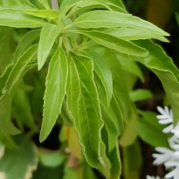 Salvia farinacea Blad