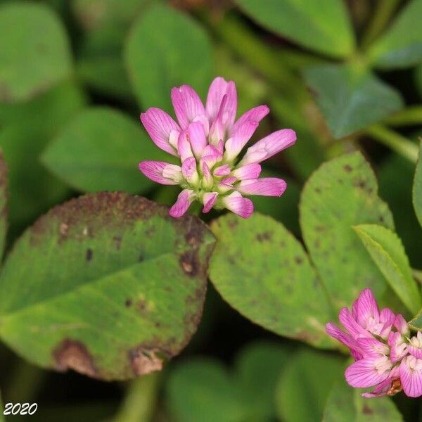 Trifolium tomentosum 花