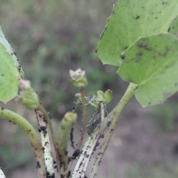 Centella erecta फल