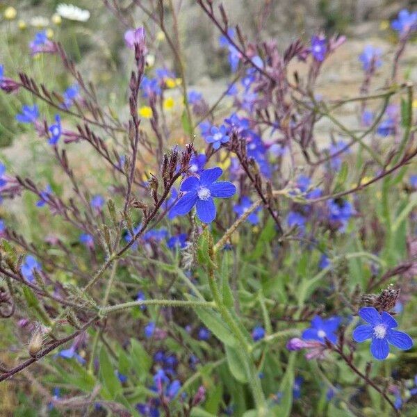 Anchusa azurea Virág