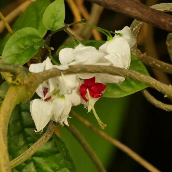 Clerodendrum thomsoniae Blüte