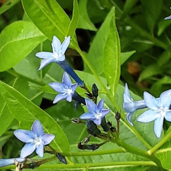 Amsonia tabernaemontana പുഷ്പം