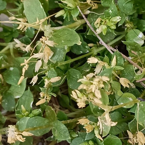 Stellaria apetala 花