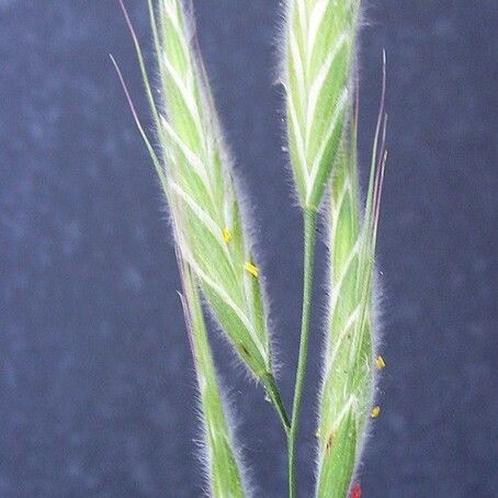 Bromus lanceolatus ഫലം