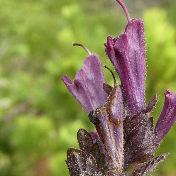 Bartsia alpina Floro