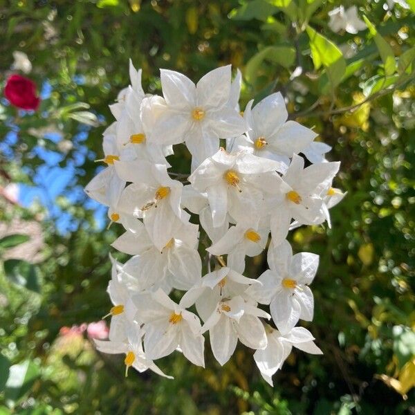 Solanum laxum Flor