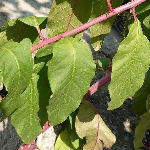 Phytolacca americana Leaf