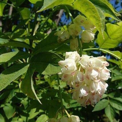 Staphylea pinnata Blomma